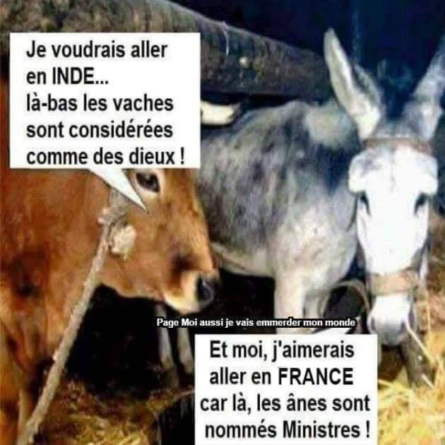 vache inde.jpg