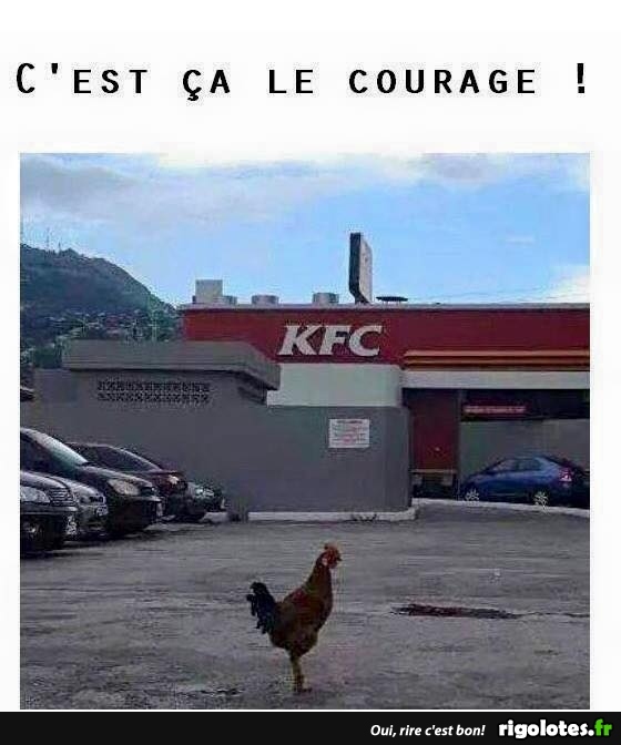coq loll.jpg