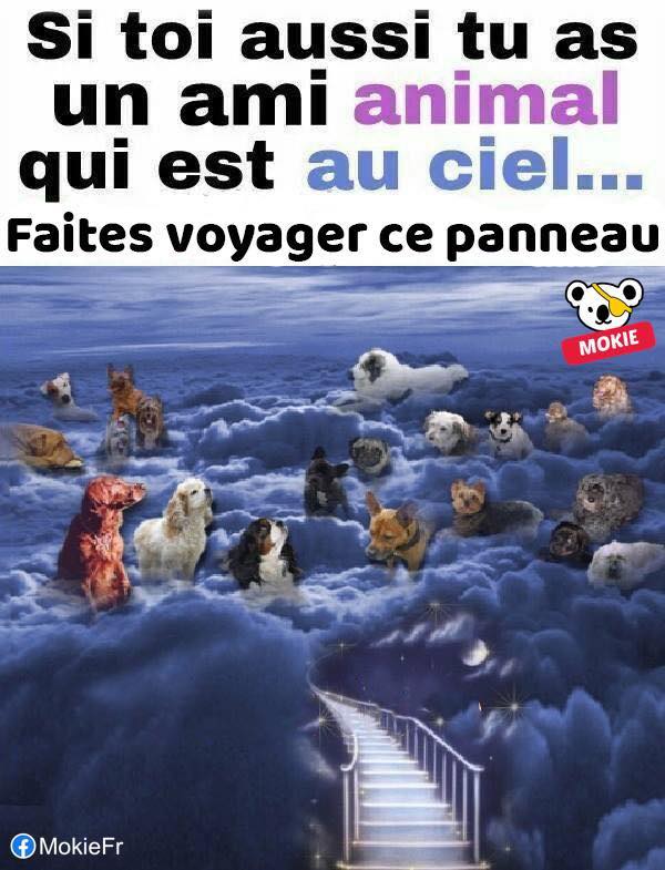 animal au ciel.jpg