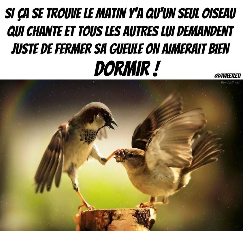 oiseaux.jpg