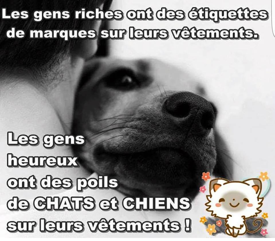 poils animaux.jpg