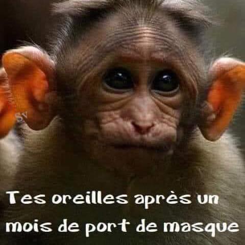 oreilles masque.jpg