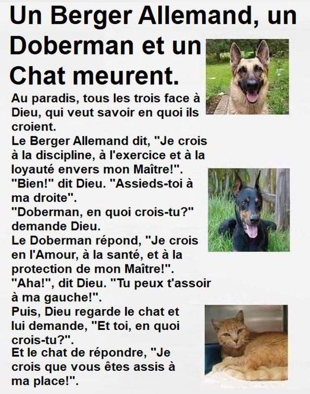 animaux au ciel.jpg