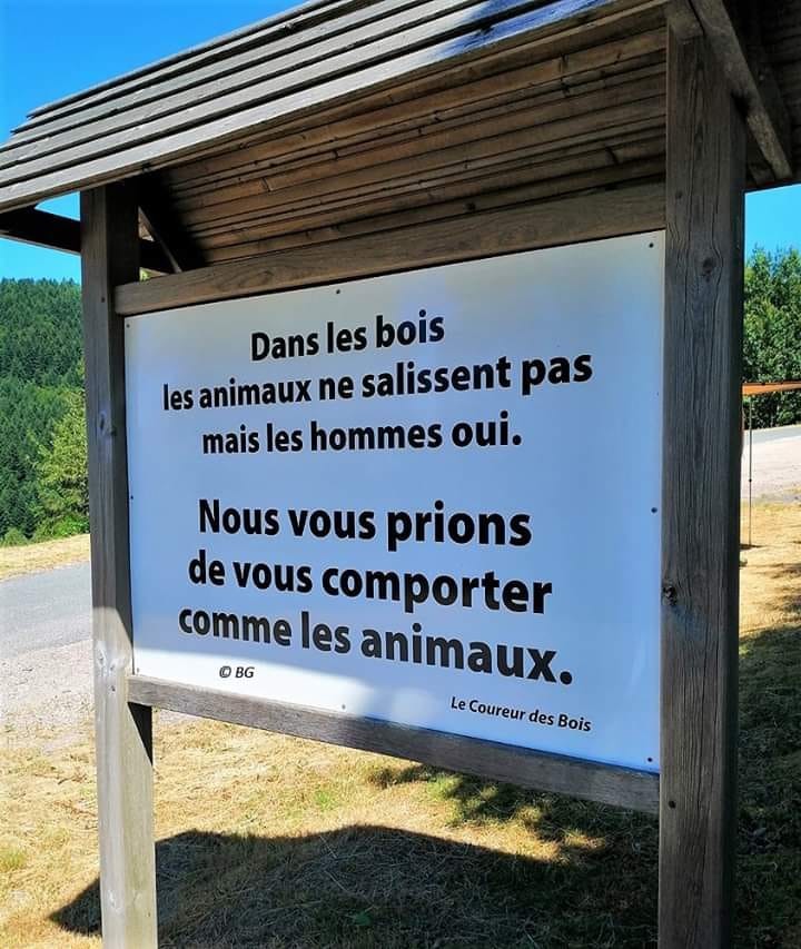 dans les bois.jpg