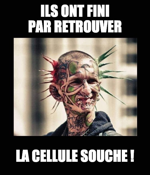 cellule souche.jpg