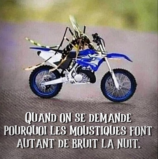 moustique.jpg