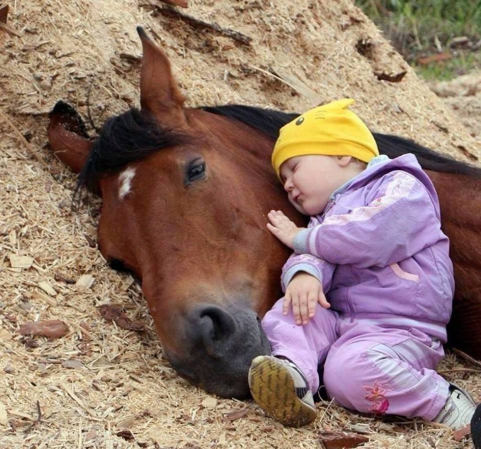 cheval.jpg