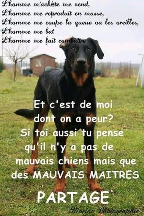 chien.jpg