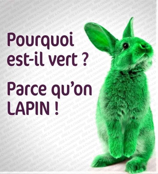 lapin.jpg