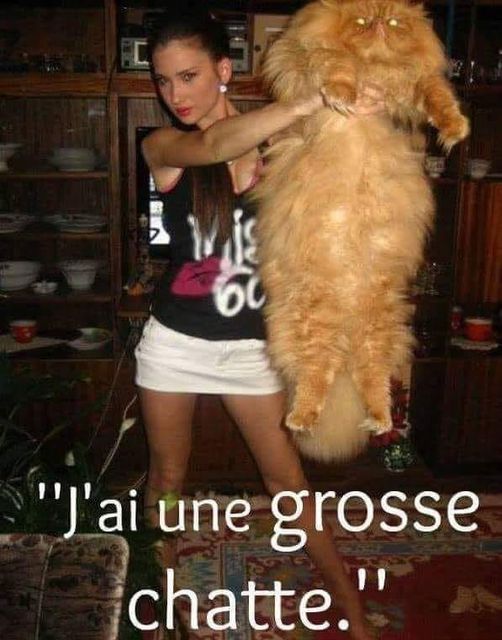 grossse chatte.jpg