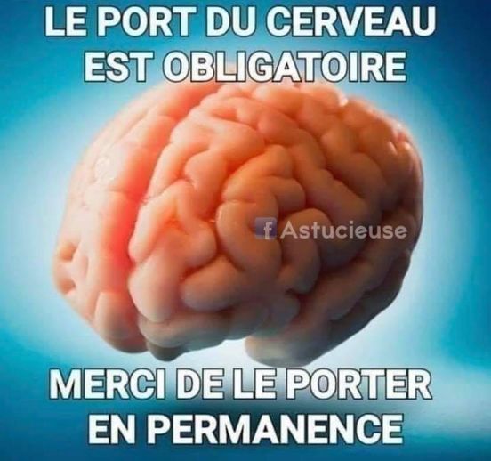 cerveau.jpg