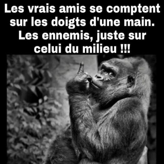 vrais amis.jpg