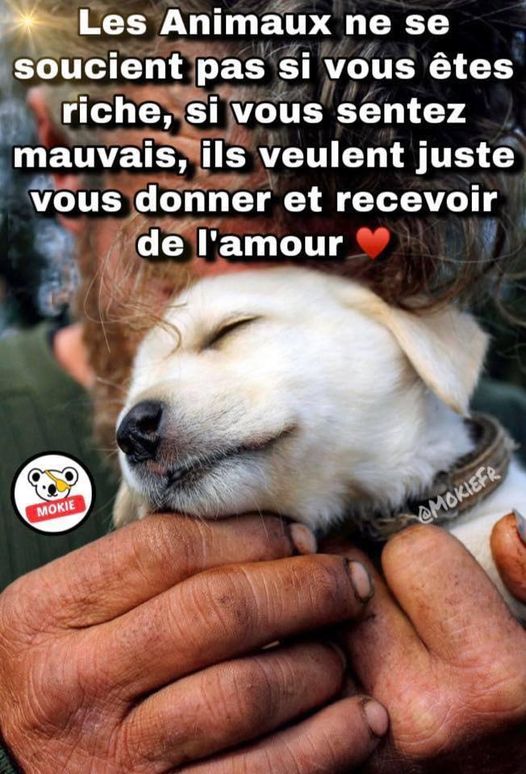 animaux.jpg
