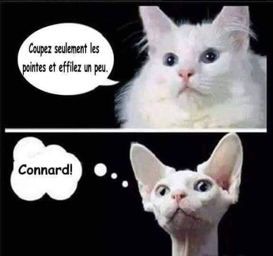 les pointes!!!!.jpg