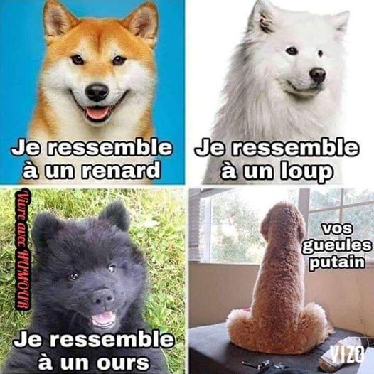 je ressemble ....jpg