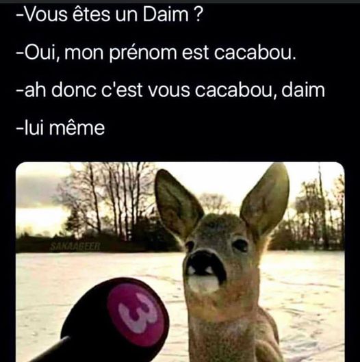 daim....jpg
