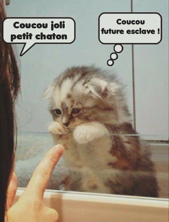 chaton.jpg