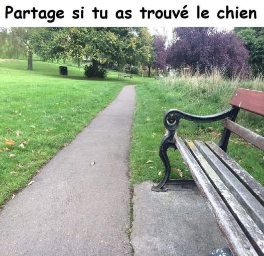 chien.jpg