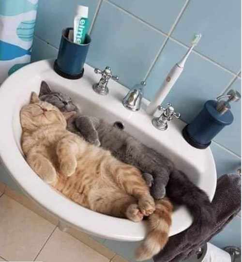 toilettes.jpg
