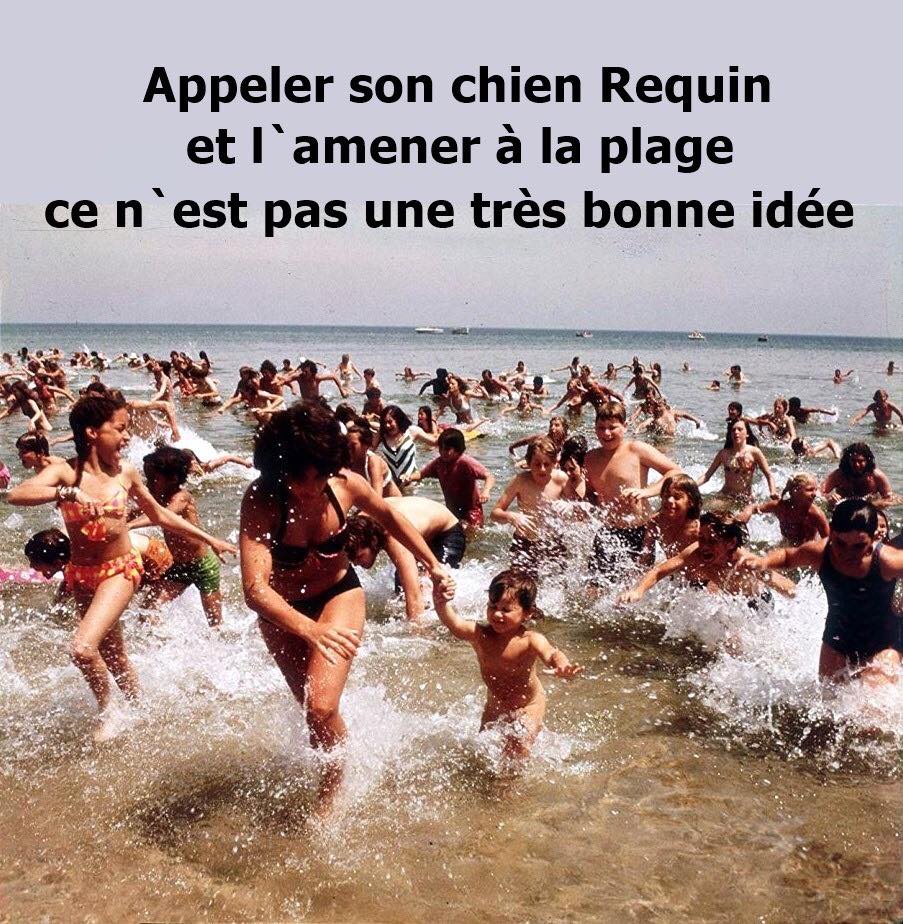 requin.jpg