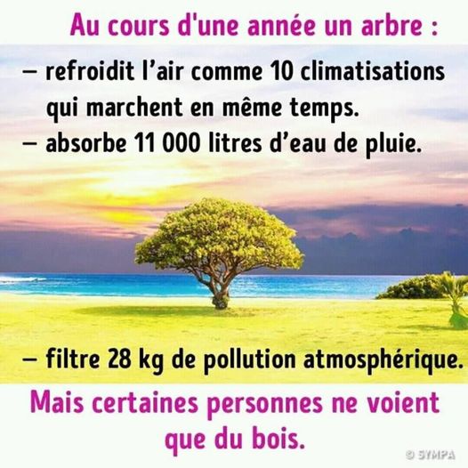 arbres.jpg