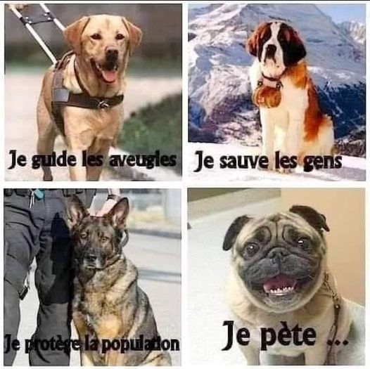 chiens utiles.jpg