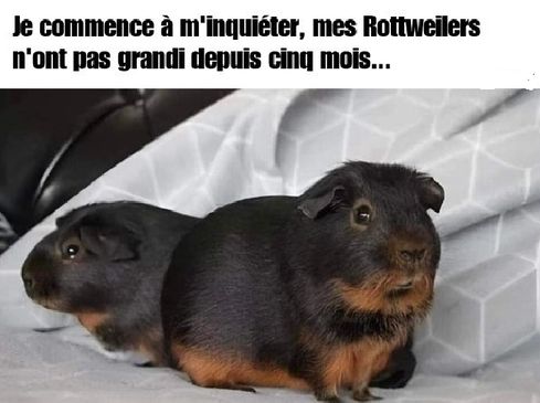 Sans titre.jpg