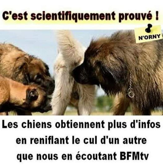 bfm.jpg