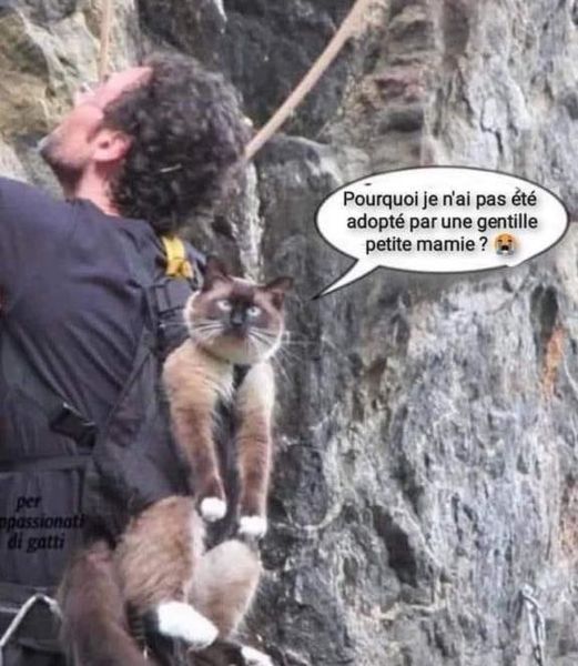 adopté.jpg