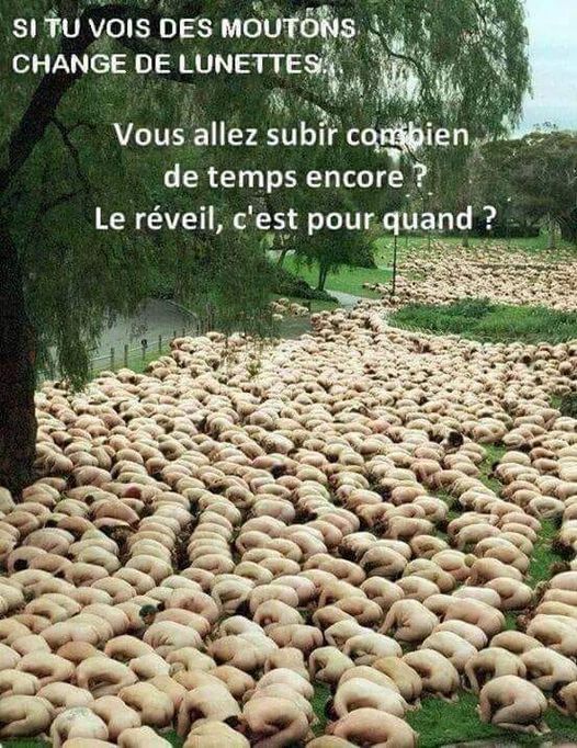 moutons.jpg