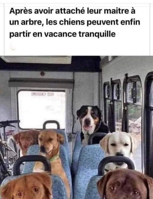 chiens.jpg