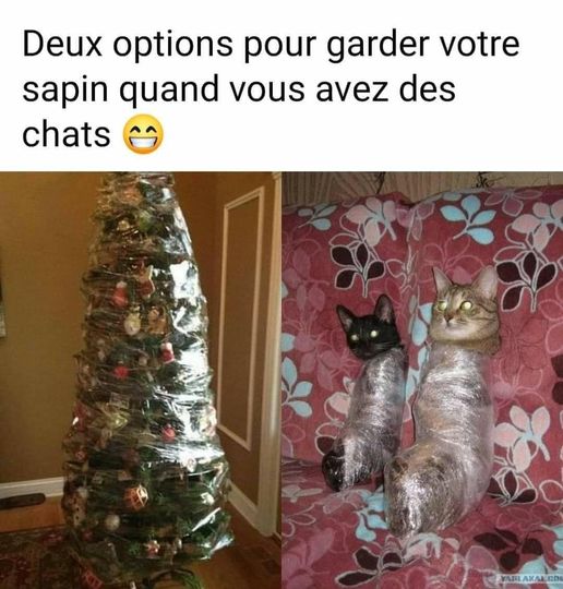 sapin chat.jpg