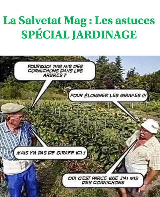 cornichons.jpg
