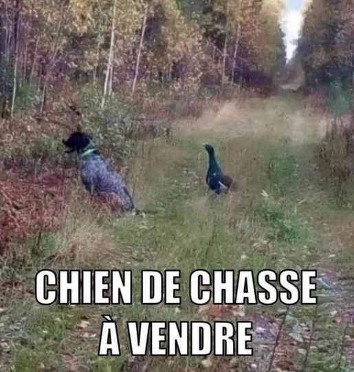 chien.....jpg