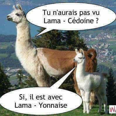 lama......jpg
