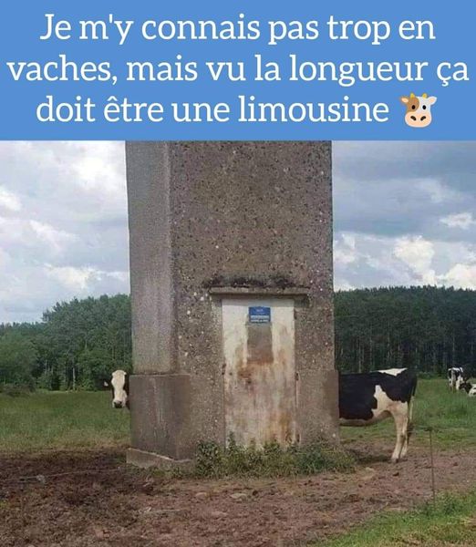 vaches.jpg