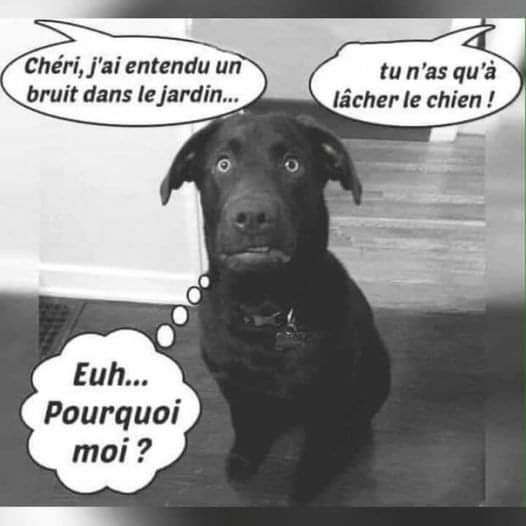 chien.jpg