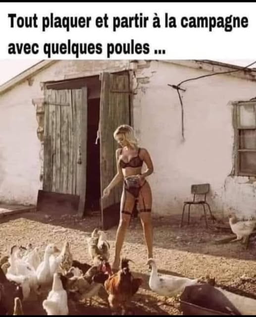 poules.jpg