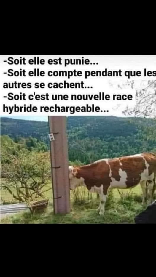 punie.jpg
