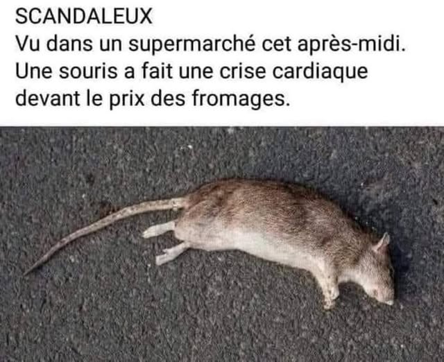 souris.jpg