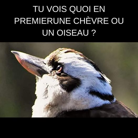 chevre ou..0..jpg