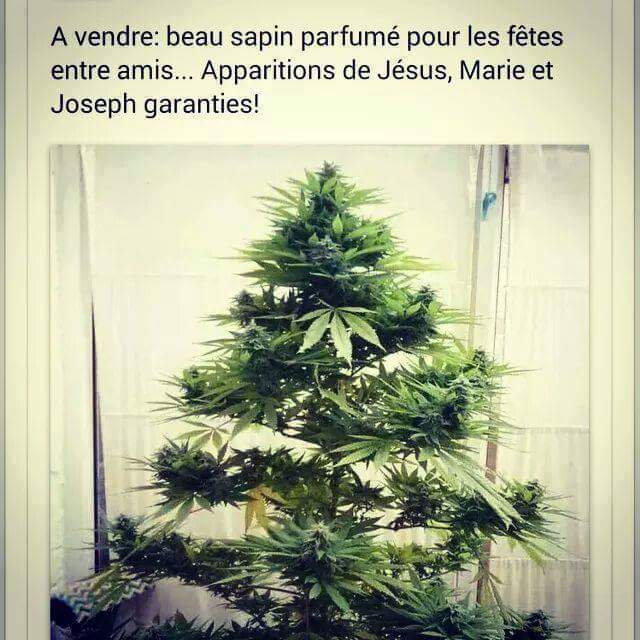 sapin noel.jpg