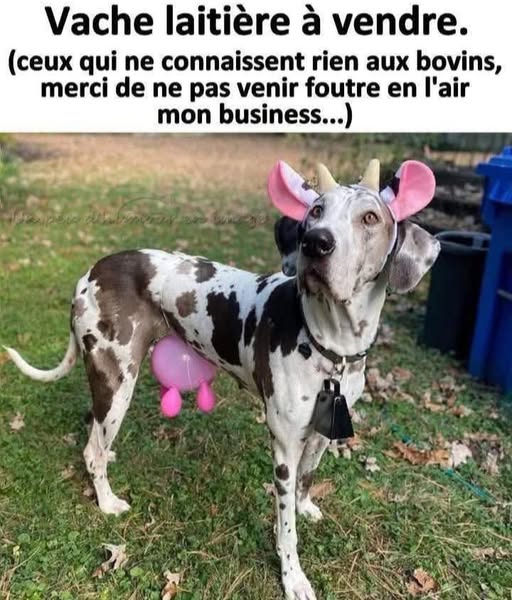 vache laitiere.jpg