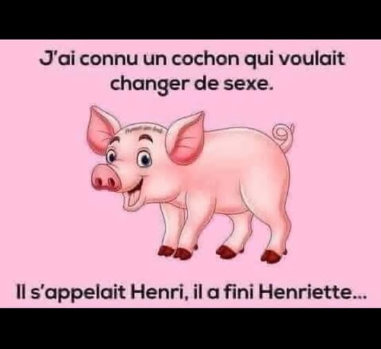 cochon.jpg
