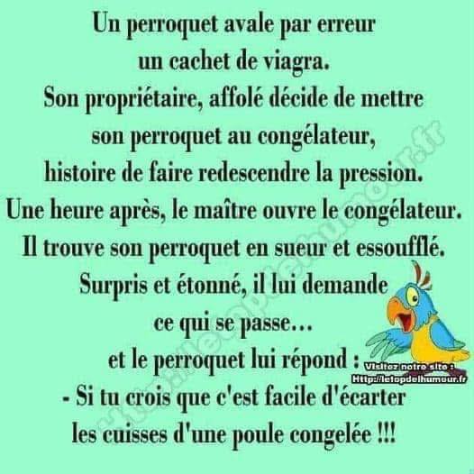 perroquet.jpg
