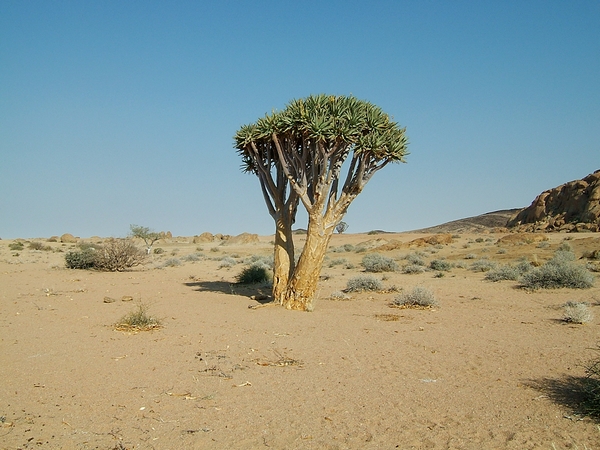 arbre carquois