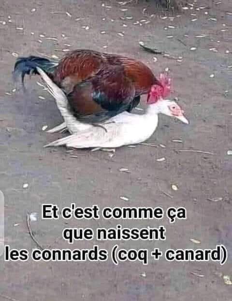 coq canard.jpg
