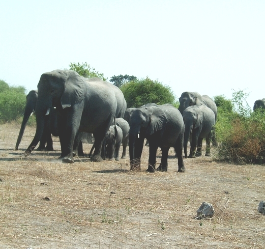 Un petit troupeau d'éléphants femelles avec leurs petits