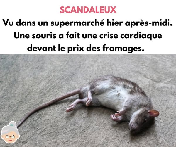 souris.jpg
