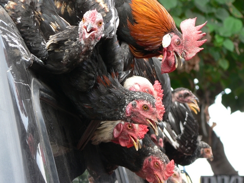 Les poulets sont transportés vivants la tête en bas